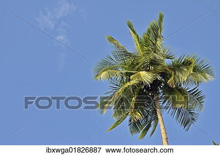 "Coconut Palm (Cocos nucifera), Tangalle, Sri Lanka, Ceylon, Asia" View Large Photo Image Stock Photo - "Coconut Palm (Cocos nucifera), Tangalle, Sri Lanka, Ceylon, Asia". Fotosearch
