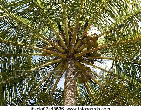 "Coconut palm (Cocos nucifrea), worm's-eye view, Playa Carryllo, Nicoya Peninsula, Costa Rica, Central America, North America" View Large Photo Image Stock Photograph - "Coconut palm (Cocos nucifrea), worm's-eye view, Playa Carryllo, Nicoya Peninsula, Costa Rica, Central America, North America". Fotosearch