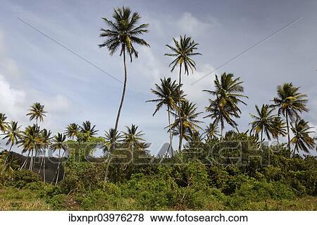 Stock Photo - "Coconut palm trees (Cocos nucifera), Little Tobago, Trinidad and Tobago, North America". Fotosearch