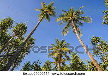 "Coconut Palms (Cocos nucifera) and Screwpines (Pandanus tectorius), Sulawesi, Indonesia, Asia" View Large Photo Image Picture - "Coconut Palms (Cocos nucifera) and Screwpines (Pandanus tectorius), Sulawesi, Indonesia, Asia". Fotosearch