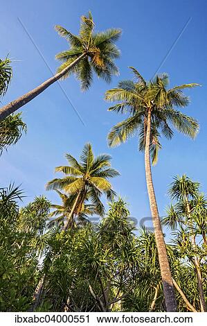 Stock Image - "Coconut Palms (Cocos nucifera) and Screwpines (Pandanus tectorius), Sulawesi, Indonesia, Asia". Fotosearch