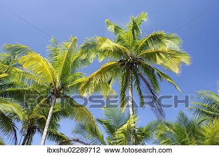 "Coconut palms (Cocos nucifera) at the Pacific Coast, Costa Rica, Central America, North America" View Large Photo Image Stock Image - "Coconut palms (Cocos nucifera) at the Pacific Coast, Costa Rica, Central America, North America". Fotosearch
