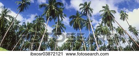 "Coconut palms (Cocos nucifera), Mae Nam Beach, Ko Samui, Thailand, Asia" View Large Photo Image Stock Image - "Coconut palms (Cocos nucifera), Mae Nam Beach, Ko Samui, Thailand, Asia". Fotosearch