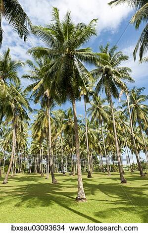 "Coconut Palms (Cocos nucifera) on a plantation, coconut cultivation, Khao Lak, Phang Nga Province, Thailand, Asia" View Large Photo Image Picture - "Coconut Palms (Cocos nucifera) on a plantation, coconut cultivation, Khao Lak, Phang Nga Province, Thailand, Asia". Fotosearch