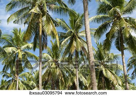 "Coconut Palms (Cocos nucifera) on a plantation, coconut cultivation, Khao Lak, Phang Nga Province, Thailand, Asia" View Large Photo Image Picture - "Coconut Palms (Cocos nucifera) on a plantation, coconut cultivation, Khao Lak, Phang Nga Province, Thailand, Asia". Fotosearch