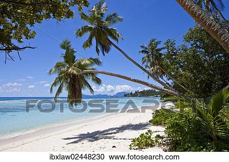 "Coconut palms (Cocos nucifera) on the beach of Anse La Passe, Silhouette Island, Seychelles, Africa, Indian Ocean, Africa" View Large Photo Image Stock Image - "Coconut palms (Cocos nucifera) on the beach of Anse La Passe, Silhouette Island, Seychelles, Africa, Indian Ocean, Africa". Fotosearch