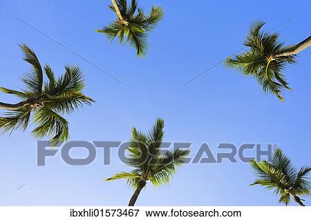 "Coconut palms (Cocos nucifera), Dominican Republic, Caribbean, North America" View Large Photo Image Stock Photo - "Coconut palms (Cocos nucifera), Dominican Republic, Caribbean, North America". Fotosearch