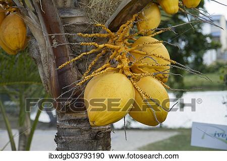 "Coconuts (Cocos nucifera) growing on tree, Mauritius, Africa" View Large Photo Image Stock Image - "Coconuts (Cocos nucifera) growing on tree, Mauritius, Africa". Fotosearch