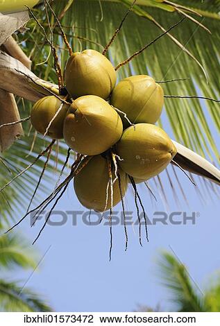 Stock Image - "Coconuts on a coconut palm (Cocos nucifera), Dominican Republic, Caribbean, North America". Fotosearch