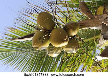 Stock Image - "Coconuts on a coconut palm (Cocos nucifera), Dominican Republic, Caribbean, North America". Fotosearch