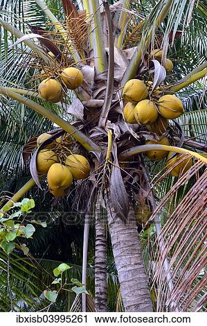 Stock Image - "Coconuts on a Coconut Palm (Cocos nucifera), Lovina, North Bali, Bali, Indonesia, Asia". Fotosearch