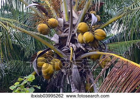 Stock Image - "Coconuts on a Coconut Palm (Cocos nucifera), Lovina, North Bali, Bali, Indonesia, Asia". Fotosearch