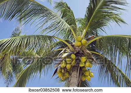 "Coconuts on a Coconut Palm (Cocos nucifera), Chaweng Beach, Ko Samui, Thailand, Asia" View Large Photo Image Stock Photo - "Coconuts on a Coconut Palm (Cocos nucifera), Chaweng Beach, Ko Samui, Thailand, Asia". Fotosearch