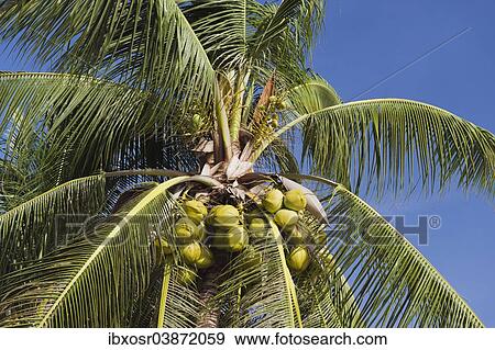 "Coconuts on a coconut palm (Cocos nucifera), Mae Nam Beach, Ko Samui, Thailand, Asia" View Large Photo Image Stock Photo - "Coconuts on a coconut palm (Cocos nucifera), Mae Nam Beach, Ko Samui, Thailand, Asia". Fotosearch