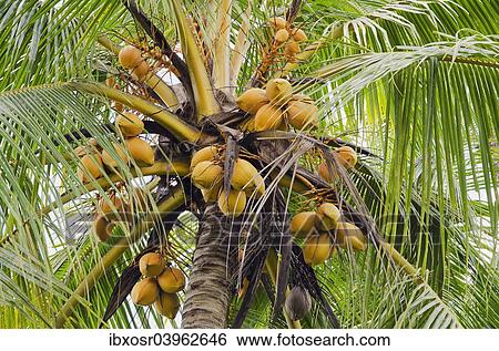 "Coconuts on a coconut palm (Cocos nucifera), Ubud, Bali, Indonesia, Asia" View Large Photo Image Stock Photograph - "Coconuts on a coconut palm (Cocos nucifera), Ubud, Bali, Indonesia, Asia". Fotosearch