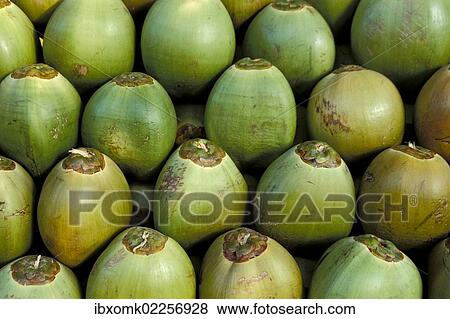"Coconuts piled up, Kerala, South India, India, Asia" View Large Photo Image Stock Photo - "Coconuts piled up, Kerala, South India, India, Asia". Fotosearch