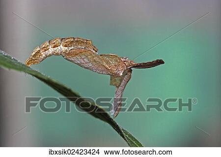 "Cocoon, detailed view, Mainau island, Baden-Wuerttemberg, Germany, Europe" View Large Photo Image Picture - "Cocoon, detailed view, Mainau island, Baden-Wuerttemberg, Germany, Europe". Fotosearch