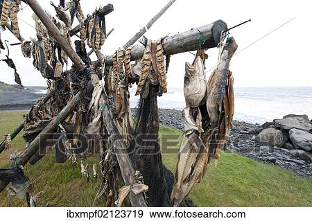 "Cod on a drying rack, Iceland, Europe" View Large Photo Image Stock Photo - "Cod on a drying rack, Iceland, Europe". Fotosearch