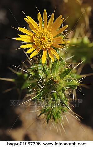 "Codon schenkii, Boraginaceae, Goegap Nature Reserve, Namaqualand, South Africa, Africa" View Large Photo Image Stock Photograph - "Codon schenkii, Boraginaceae, Goegap Nature Reserve, Namaqualand, South Africa, Africa". Fotosearch