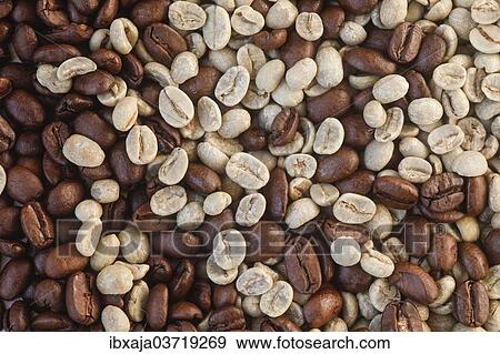 "Coffee beans, roasted and unroasted, Germany, Europe" View Large Photo Image Stock Photo - "Coffee beans, roasted and unroasted, Germany, Europe". Fotosearch