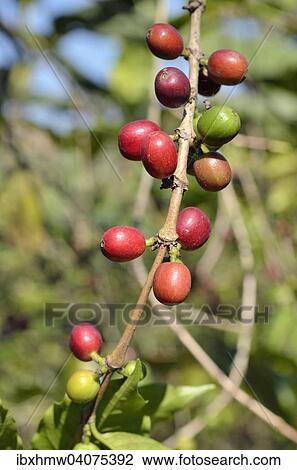 "Coffee berries (Coffea arabica), State of Veracruz, Mexico, North America" View Large Photo Image Stock Image - "Coffee berries (Coffea arabica), State of Veracruz, Mexico, North America". Fotosearch