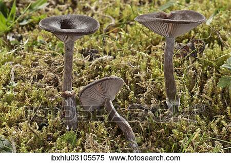 "Coffee-brown Goblet Funnel Cap (Pseudoclitocybe cyathiformis), Untergroningen, Abtsgmuend, Baden-Wurttemberg, Germany, Europe" View Large Photo Image Stock Photography - "Coffee-brown Goblet Funnel Cap (Pseudoclitocybe cyathiformis), Untergroningen, Abtsgmuend, Baden-Wurttemberg, Germany, Europe". Fotosearch