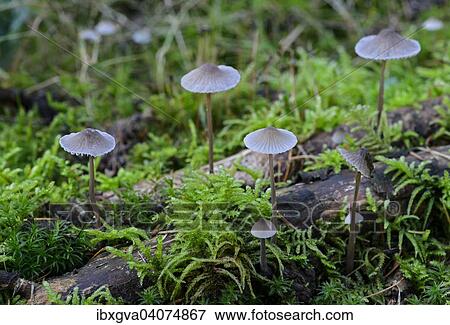"Coldfoot Bonnet (Mycena amicta), saprobiontic fungus, inedible, Switzerland, Europe" View Large Photo Image Stock Photo - "Coldfoot Bonnet (Mycena amicta), saprobiontic fungus, inedible, Switzerland, Europe". Fotosearch