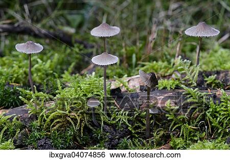 "Coldfoot Bonnet (Mycena amicta), saprobiontic fungus, inedible, Switzerland, Europe" View Large Photo Image Stock Photograph - "Coldfoot Bonnet (Mycena amicta), saprobiontic fungus, inedible, Switzerland, Europe". Fotosearch