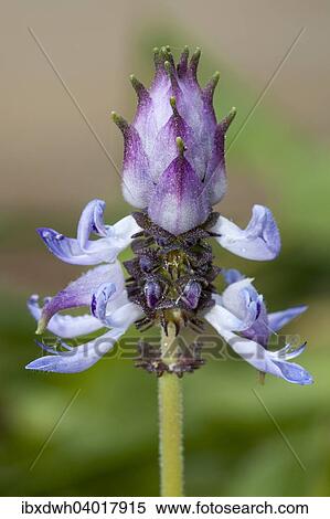 "Coleus arabicus, bloom, (Coleus arabicus, Lamiaceae), native to Arabia" View Large Photo Image Stock Photography - "Coleus arabicus, bloom, (Coleus arabicus, Lamiaceae), native to Arabia". Fotosearch