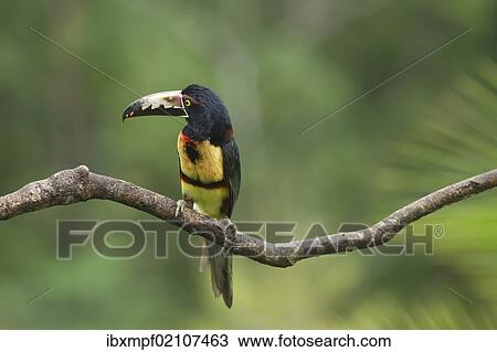 "Collared Aracari (Pteroglossus torquatus), Costa Rica, Central America, North America" View Large Photo Image Stock Image - "Collared Aracari (Pteroglossus torquatus), Costa Rica, Central America, North America". Fotosearch