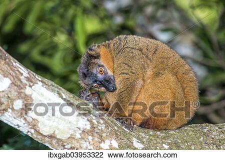 "Collared Brown Lemur (Eulemur collaris), Toliara Province, Madagascar, Africa" View Large Photo Image Stock Image - "Collared Brown Lemur (Eulemur collaris), Toliara Province, Madagascar, Africa". Fotosearch