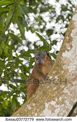 "Collared Brown Lemur or Red-collared Lemur (Eulemur collaris) on a tree trunk, Nakampoana Nature Reserve, Madagascar, Africa" View Large Photo Image Stock Photo - "Collared Brown Lemur or Red-collared Lemur (Eulemur collaris) on a tree trunk, Nakampoana Nature Reserve, Madagascar, Africa". Fotosearch
