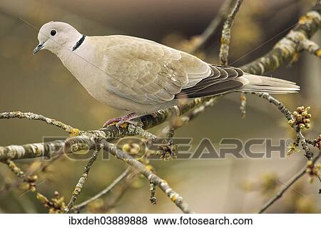 "Collared Dove (Streptopelia decaocto), Allgau, Germany, Europe" View Large Photo Image Stock Photo - "Collared Dove (Streptopelia decaocto), Allgau, Germany, Europe". Fotosearch