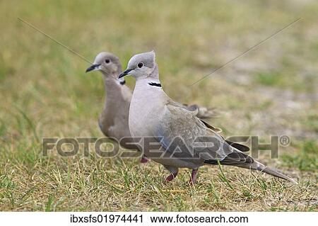 Stock Image - Collared doves (Streptopelia decaocto). Fotosearch