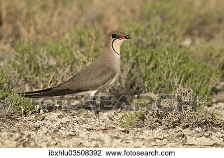 "Collared Pratincole or Common Pratincole (Glareola pratincola), Korinos, Katerini, Central Macedonia, Greece, Europe" View Large Photo Image Stock Image - "Collared Pratincole or Common Pratincole (Glareola pratincola), Korinos, Katerini, Central Macedonia, Greece, Europe". Fotosearch