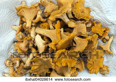 Picture - "Collected chanterelles (Cantharellus cibarius), Stockholm, Sweden, Europe". Fotosearch