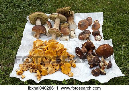"Collected porcini mushrooms (Boletus), chanterelles (Cantharellus cibarius), bay boletes (Imleria badia), butter mushrooms (Suillus luteus), Stockholm, Sweden, Europe" View Large Photo Image Stock Image - "Collected porcini mushrooms (Boletus), chanterelles (Cantharellus cibarius), bay boletes (Imleria badia), butter mushrooms (Suillus luteus), Stockholm, Sweden, Europe". Fotosearch