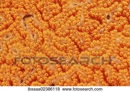 "Colonial ascidian (Botrylloides violaceus), Japan Sea, Primorsky Krai, Russian Federation, Far East" View Large Photo Image Stock Photo - "Colonial ascidian (Botrylloides violaceus), Japan Sea, Primorsky Krai, Russian Federation, Far East". Fotosearch