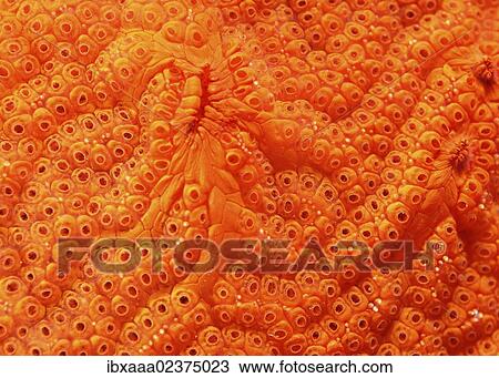Stock Image - "Colonial tunicate (Botrylloides violaceus), Japan Sea, Primorsky Krai, Russian Federation, Far East". Fotosearch