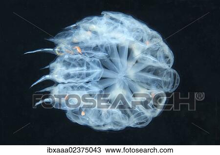 Stock Image - "Colony Baker's cyclosalpa (Cyclosalpa bakeri), salp, Japan Sea, Primorsky Krai, Russian Federation, Far East". Fotosearch