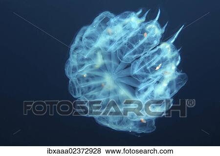 "Colony Baker's cyclosalpa (Cyclosalpa bakeri), Japan Sea, Far East, Primorsky Krai, Russian Federation" View Large Photo Image Stock Photo - "Colony Baker's cyclosalpa (Cyclosalpa bakeri), Japan Sea, Far East, Primorsky Krai, Russian Federation". Fotosearch