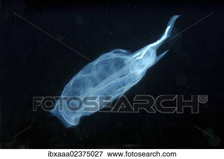 "Colony Baker's cyclosalpa (cyclosalpa bakeri), salp, Japan Sea, Primorsky Krai, Russian Federation, Far East" View Large Photo Image Stock Photo - "Colony Baker's cyclosalpa (cyclosalpa bakeri), salp, Japan Sea, Primorsky Krai, Russian Federation, Far East". Fotosearch