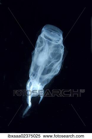 "Colony Baker's cyclosalpa (cyclosalpa bakeri), salp, Japan Sea, Primorsky Krai, Russian Federation, Far East" View Large Photo Image Stock Photography - "Colony Baker's cyclosalpa (cyclosalpa bakeri), salp, Japan Sea, Primorsky Krai, Russian Federation, Far East". Fotosearch