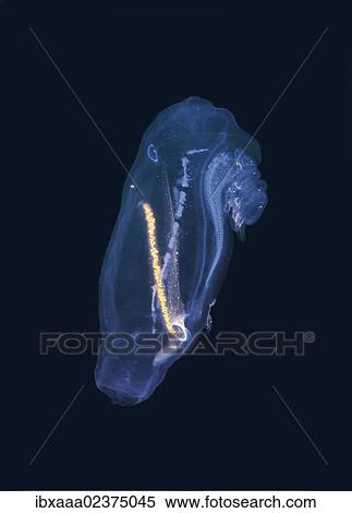 "Colony Baker's cyclosalpa (cyclosalpa bakeri), salp, Japan Sea, Primorsky Krai, Russian Federation, Far East" View Large Photo Image Stock Photography - "Colony Baker's cyclosalpa (cyclosalpa bakeri), salp, Japan Sea, Primorsky Krai, Russian Federation, Far East". Fotosearch