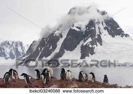 "Colony of Adelie Penguins (Pygoscelis adeliae), adult birds and fledglings during the juvenile moult, in front of a backdrop of mountains and glaciers, Petermann Island, Antarctic Peninsula, Antarctica" View Large Photo Image Stock Photo - "Colony of Adelie Penguins (Pygoscelis adeliae), adult birds and fledglings during the juvenile moult, in front of a backdrop of mountains and glaciers, Petermann Island, Antarctic Peninsula, Antarctica". Fotosearch