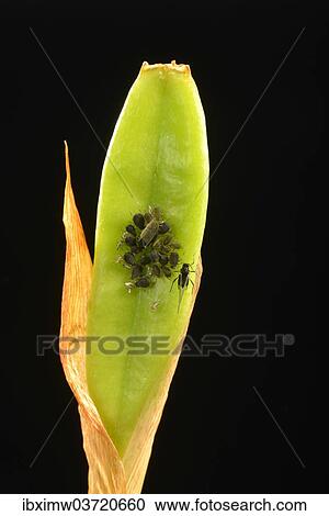 "Colony of adult Aphids (Aphididae) on a Lily (Lilium), pest, Baden-Wurttemberg, Germany, Europe" View Large Photo Image Stock Image - "Colony of adult Aphids (Aphididae) on a Lily (Lilium), pest, Baden-Wurttemberg, Germany, Europe". Fotosearch