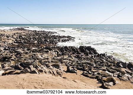 "Colony of Brown Fur Seals or Cape Fur Seals (Arctocephalus pusillus), Dorob National Park, Cape Cross, Namibia, Africa" View Large Photo Image Picture - "Colony of Brown Fur Seals or Cape Fur Seals (Arctocephalus pusillus), Dorob National Park, Cape Cross, Namibia, Africa". Fotosearch