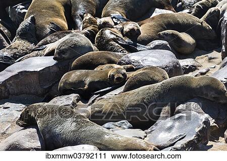 "Colony of Brown Fur Seals or Cape Fur Seals (Arctocephalus pusillus), Dorob National Park, Cape Cross, Namibia, Africa" View Large Photo Image Stock Image - "Colony of Brown Fur Seals or Cape Fur Seals (Arctocephalus pusillus), Dorob National Park, Cape Cross, Namibia, Africa". Fotosearch