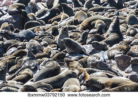 "Colony of Brown Fur Seals or Cape Fur Seals (Arctocephalus pusillus), Dorob National Park, Cape Cross, Namibia, Africa" View Large Photo Image Stock Image - "Colony of Brown Fur Seals or Cape Fur Seals (Arctocephalus pusillus), Dorob National Park, Cape Cross, Namibia, Africa". Fotosearch