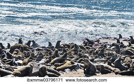 "Colony of Brown Fur Seals or Cape Fur Seals (Arctocephalus pusillus), Dorob National Park, Cape Cross, Namibia, Africa" View Large Photo Image Stock Image - "Colony of Brown Fur Seals or Cape Fur Seals (Arctocephalus pusillus), Dorob National Park, Cape Cross, Namibia, Africa". Fotosearch